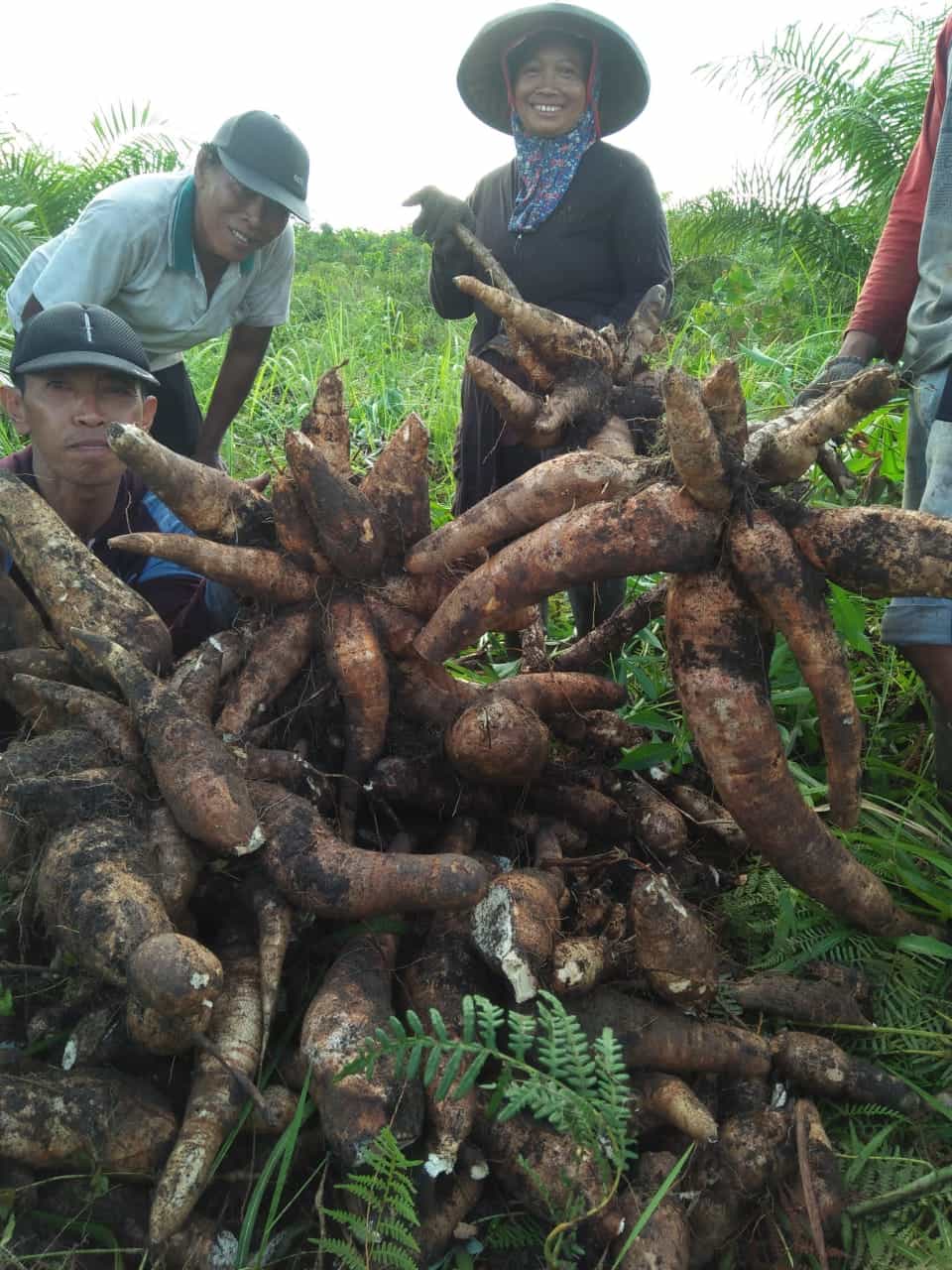 Pertanian Adaptif & Lokal