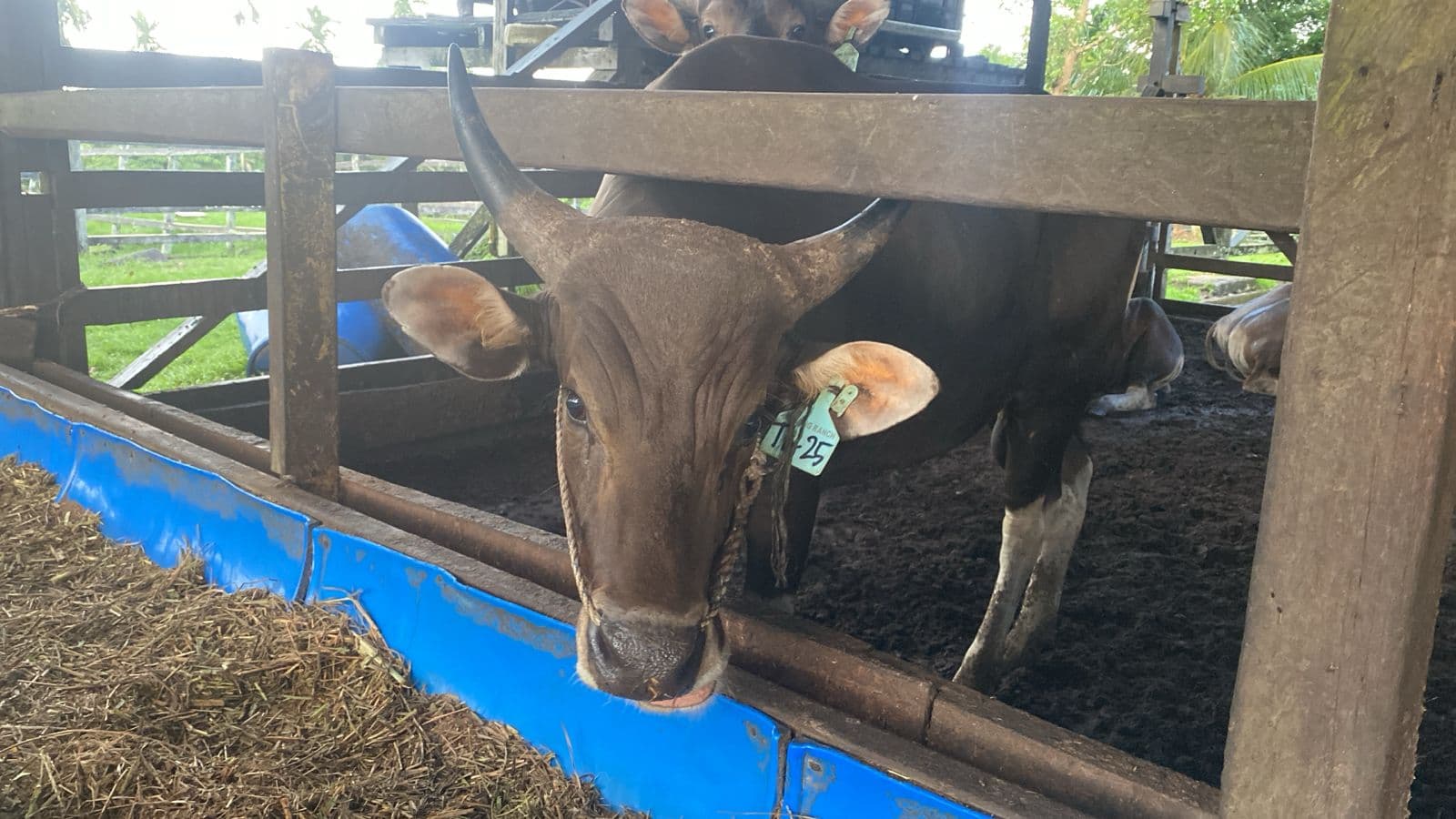 Peternakan Terintegrasi